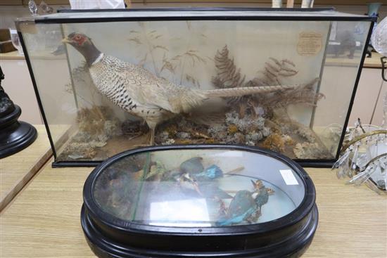Victorian cased taxidermy: A Bohemian pheasant with presentation label and a taxidermy group of kingfishers and butterflies